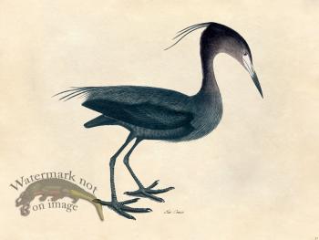 Blue Crane - Tribute Bd 37